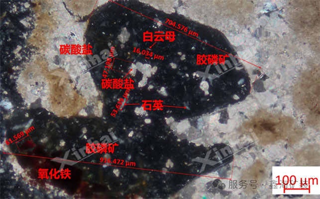 胶磷矿矿石嵌布图